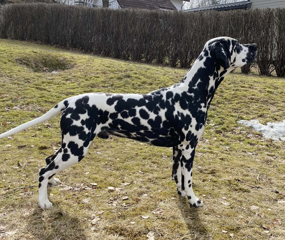 Meeko